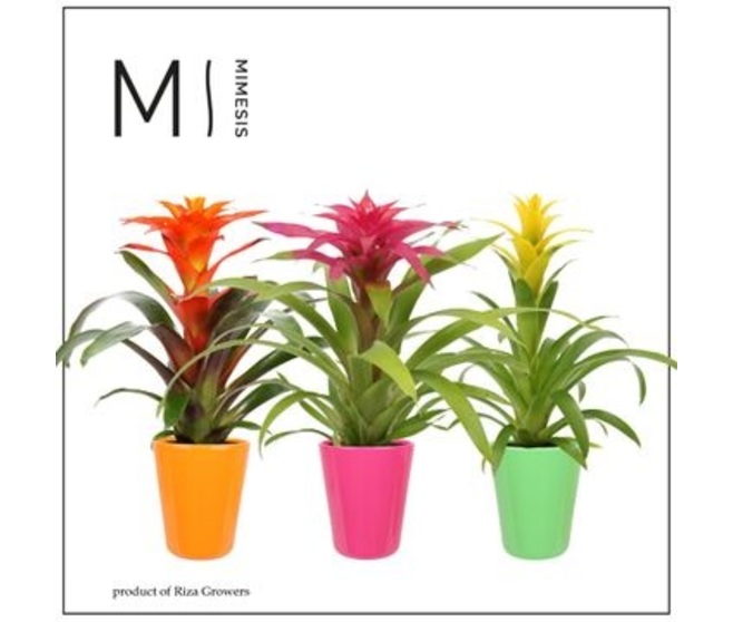 GUZMANIA CUPCAKE CERAM