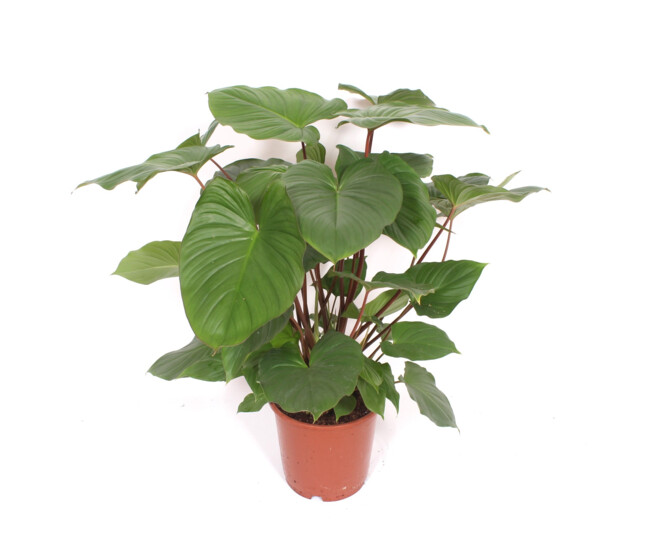 HOMALOMENA MAGGY