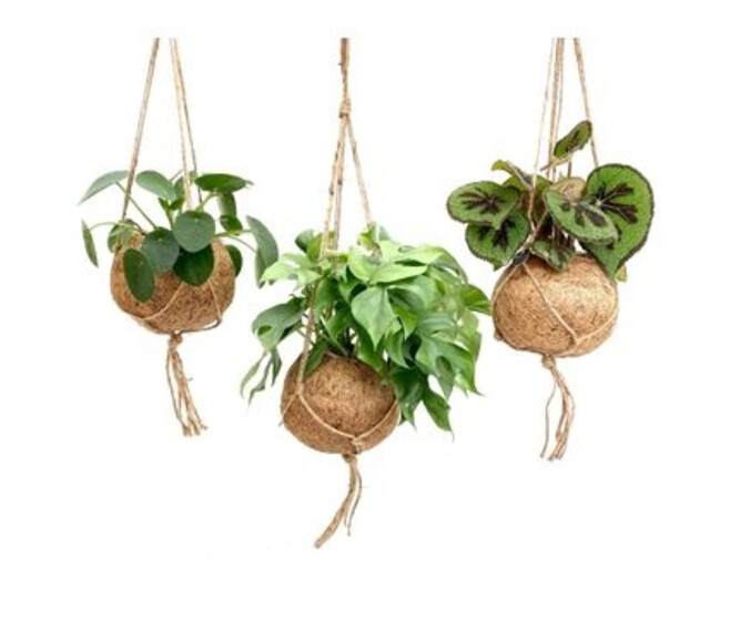 PLANTES VARIEES KOKODAMA