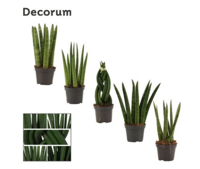 SANSEVIERIA CYLINDRICA
