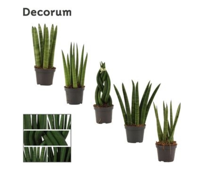 SANSEVIERIA CYLINDRICA