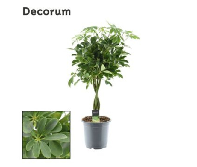 SCHEFFLERA COMPACTA TRESSE TIGE