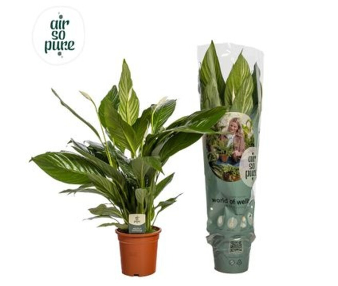 SPATHIPHYLLUM BINGO CUPIDO