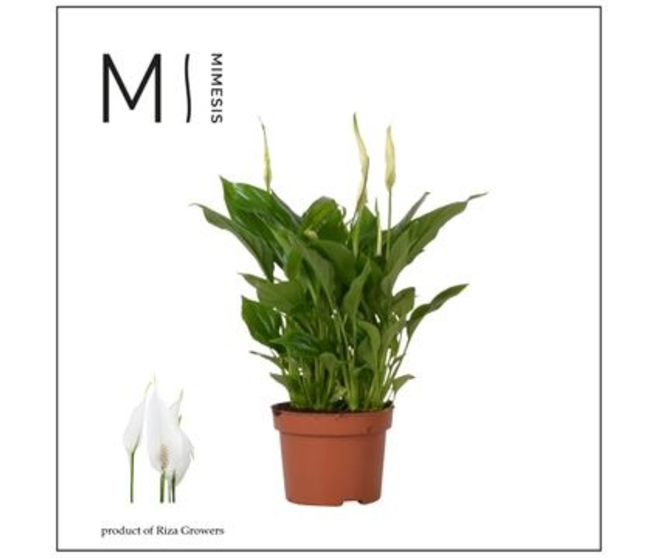 SPATHIPHYLLUM CHOPIN