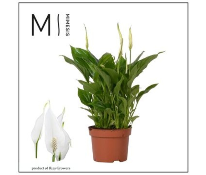 SPATHIPHYLLUM CHOPIN