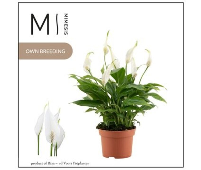 SPATHIPHYLLUM CHOPIN