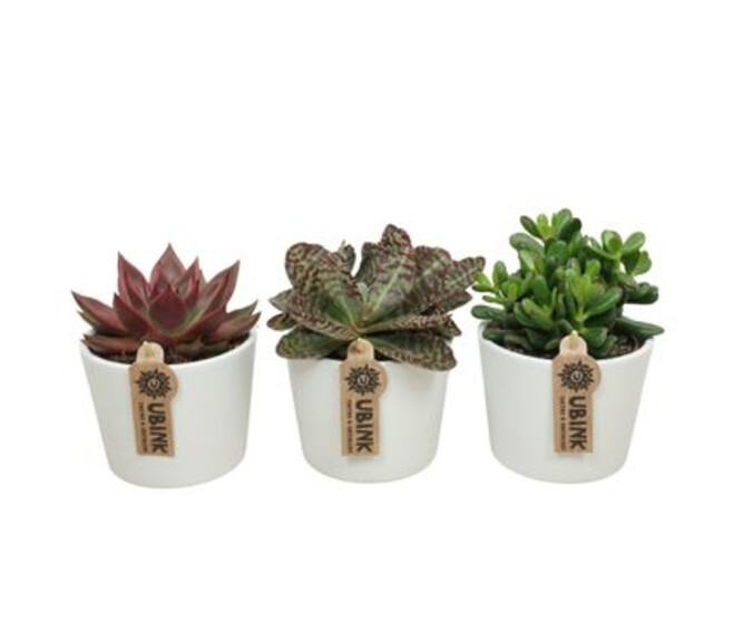 SUCCULENTE VARIEE CERAM