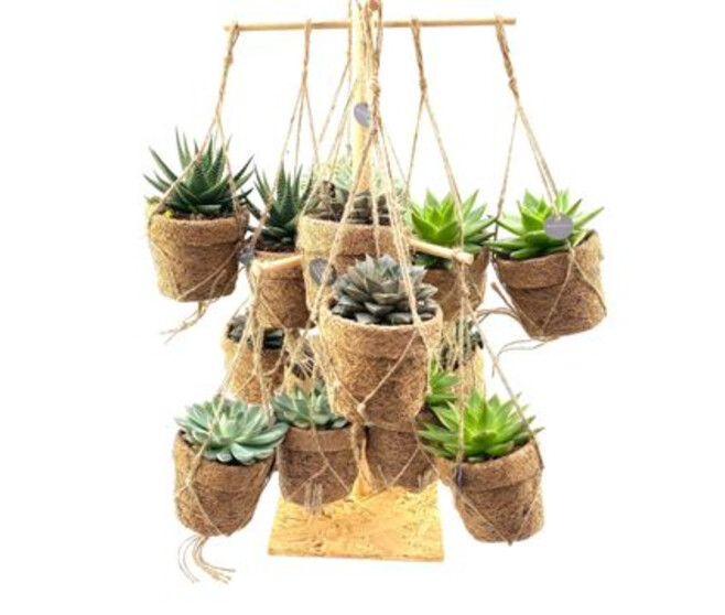 SUCCULENTE KOKODOMA SUSP