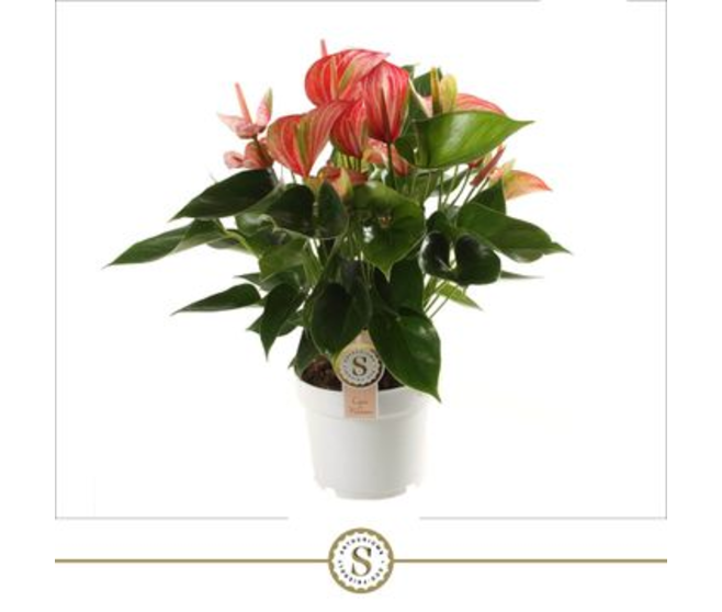 ANTHURIUM LIVIUM