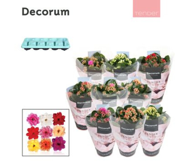 KALANCHOE FL DBLE SERENITY