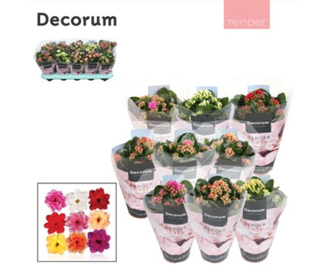 KALANCHOE FL DBLE SERENITY