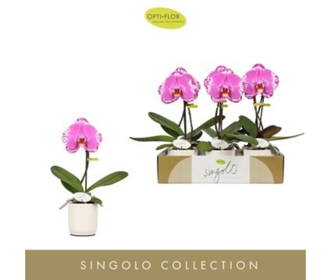 PHALAENOPSIS 1BR SINGOLO VICTORIO CERAM