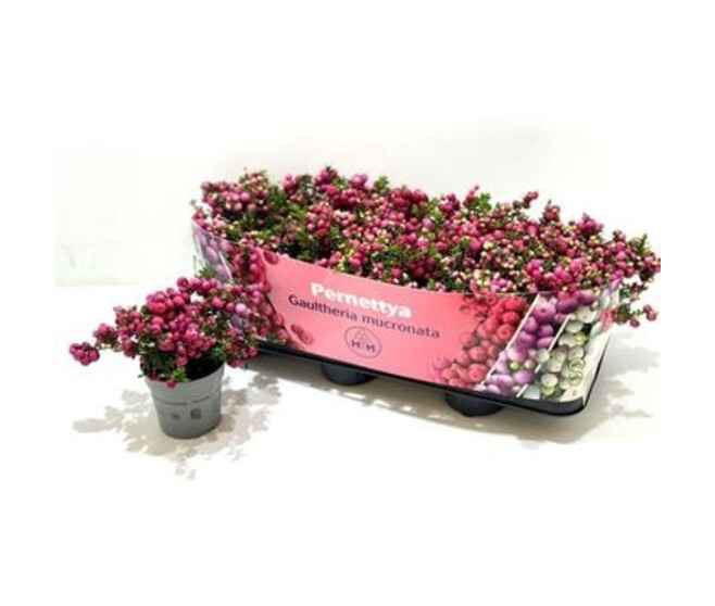GAULTHERIA PERNETTYA ROUGE XXL