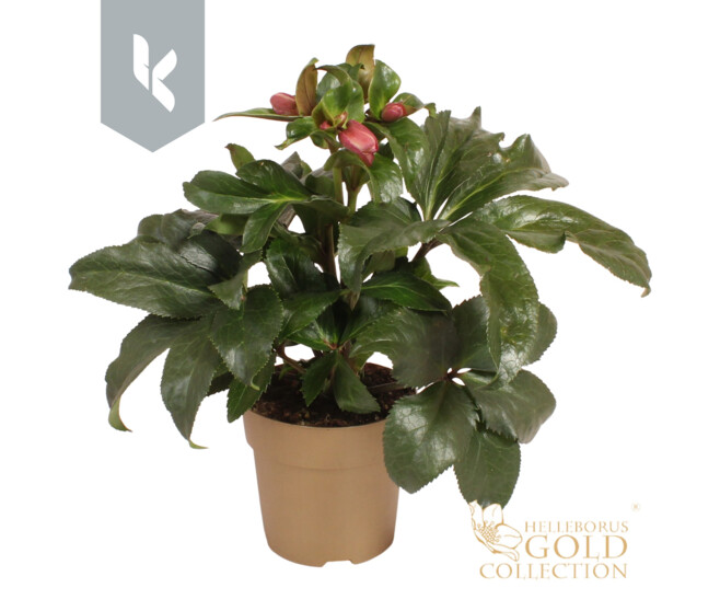 HELLEBORE ICE N ROSES P OR