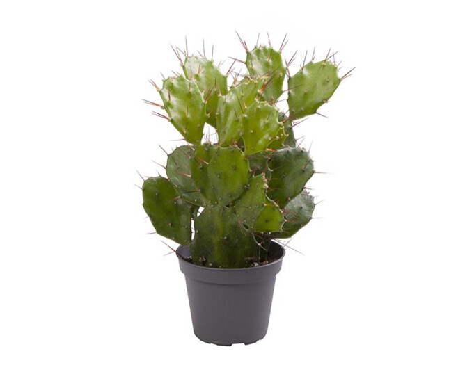 CACTUS OPUNTIA BRASILIENSIS
