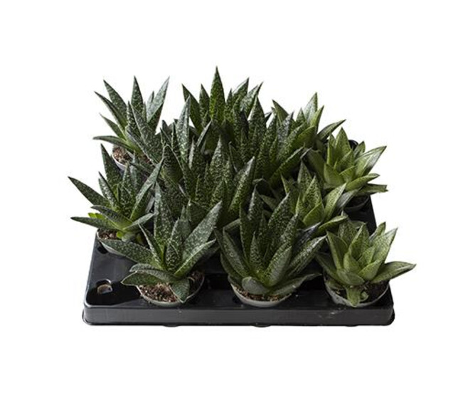 GASTERIA VARIE