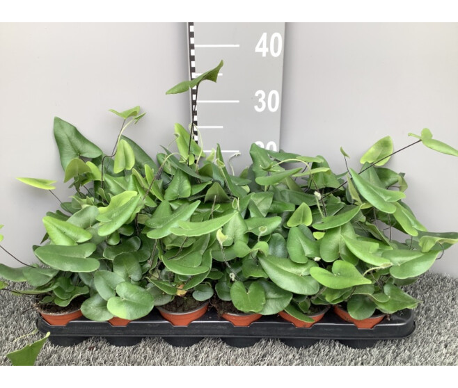 HEMIONITIS ARIFOLIA