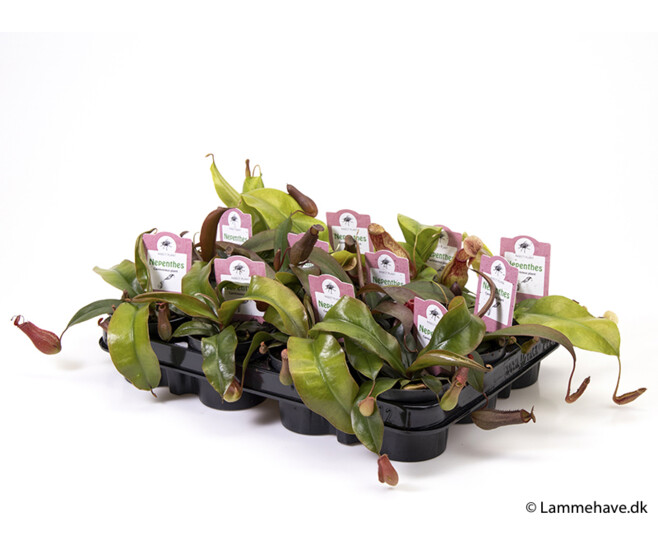 NEPENTHES VARIE