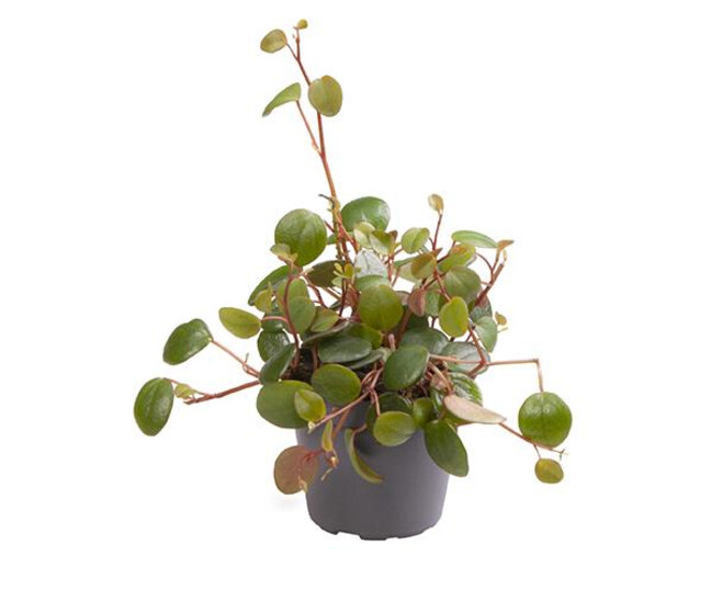PEPEROMIA PEPPERSPOT