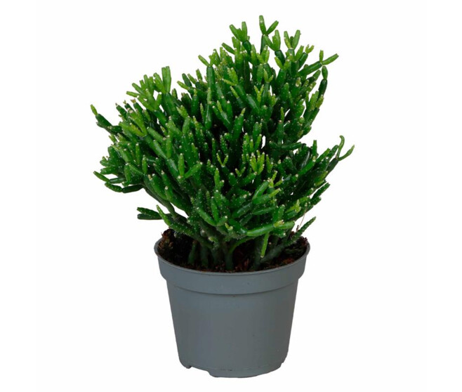 RHIPSALIS CASSUTHA
