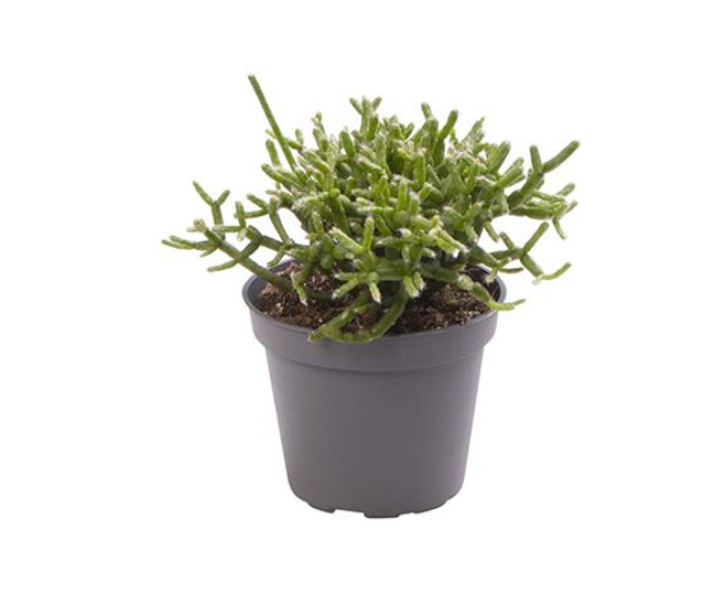 RHIPSALIS CEREUSCULA