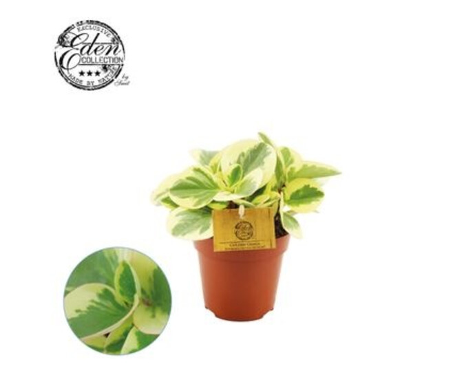 PEPEROMIA OBTIPAN
