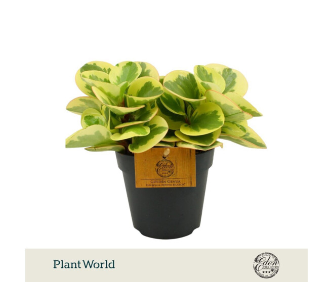 PEPEROMIA OBTIPAN