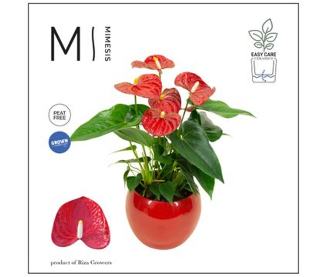 ANTHURIUM ANDREANUM CERAM