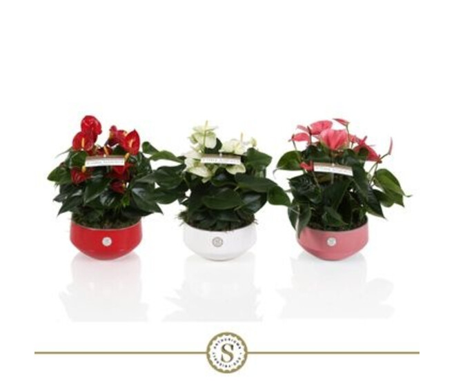 ANTHURIUM ANDREANUM COUPE CERAM