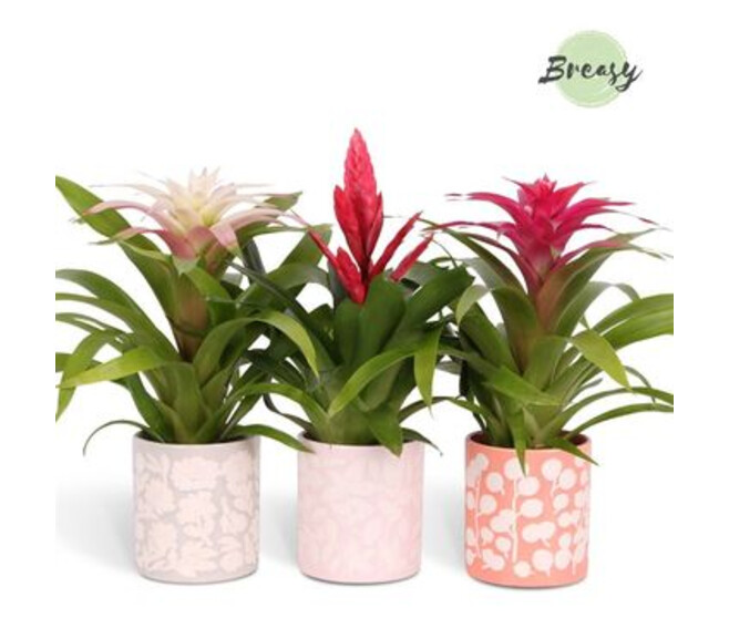 BROMELIACEE VARIE CERAM