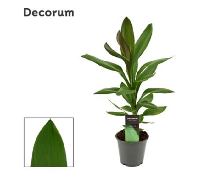 CORDYLINE GLAUCA