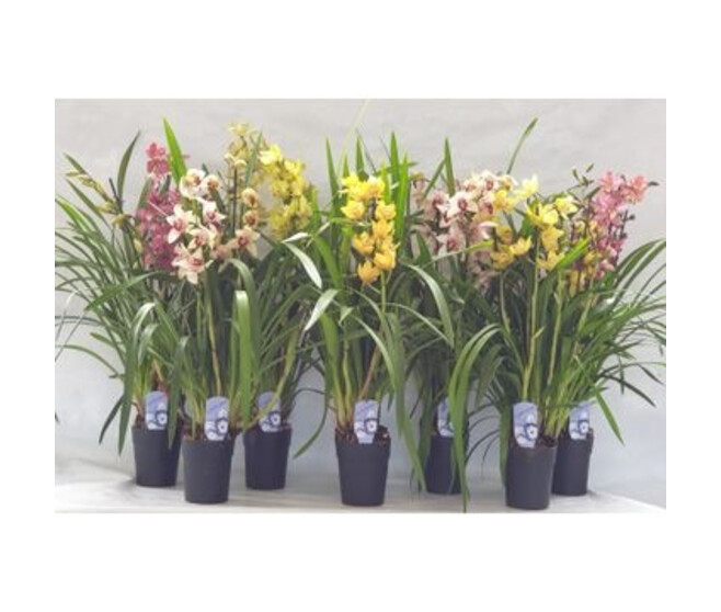 CYMBIDIUM 4BR VARIE