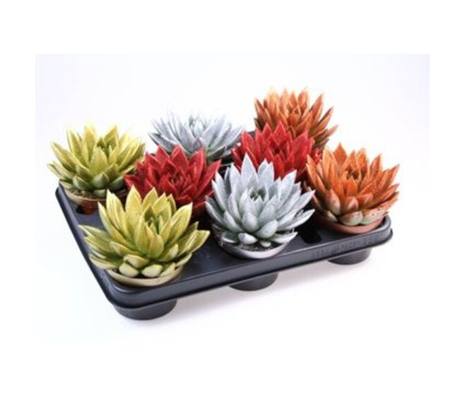 ECHEVERIA MIRANDA PAILLETTE