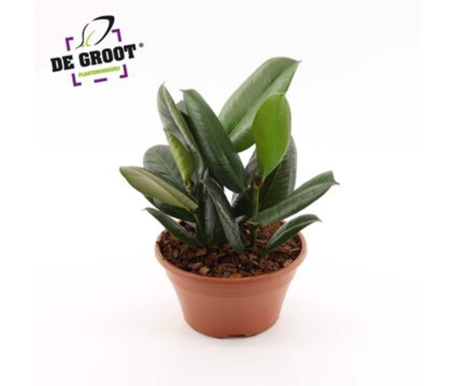 FICUS ROBUSTA COUPE