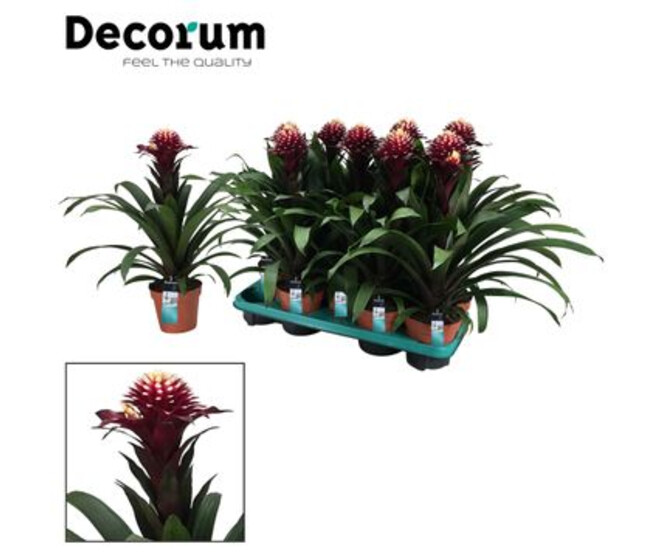 GUZMANIA MAUVE BLANC