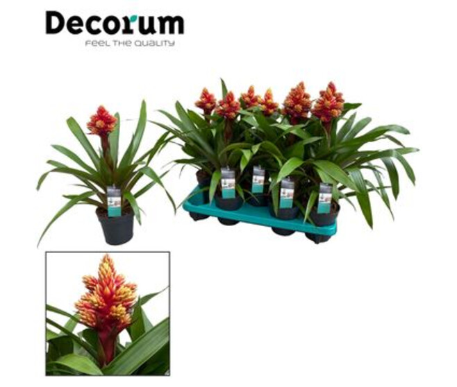 GUZMANIA ROUGE JAUNE RAMIFIE