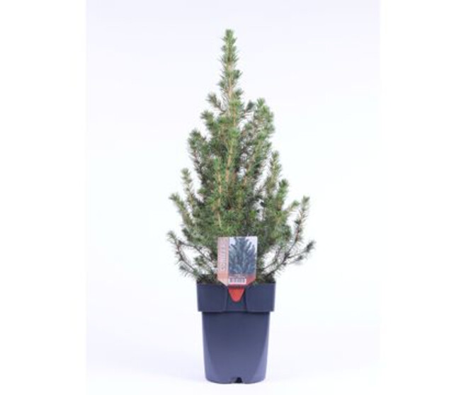 PICEA GLAUCA CONICA