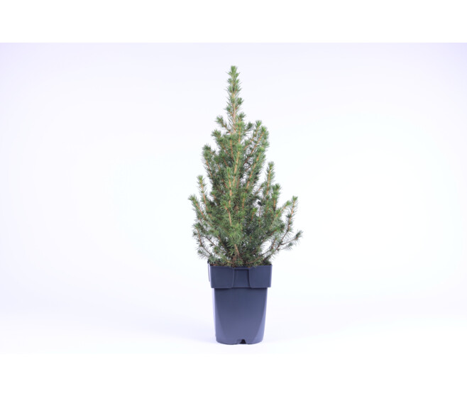 PICEA GLAUCA CONICA