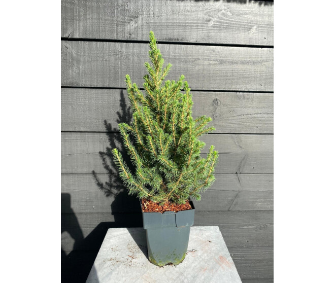 PICEA GLAUCA CONICA