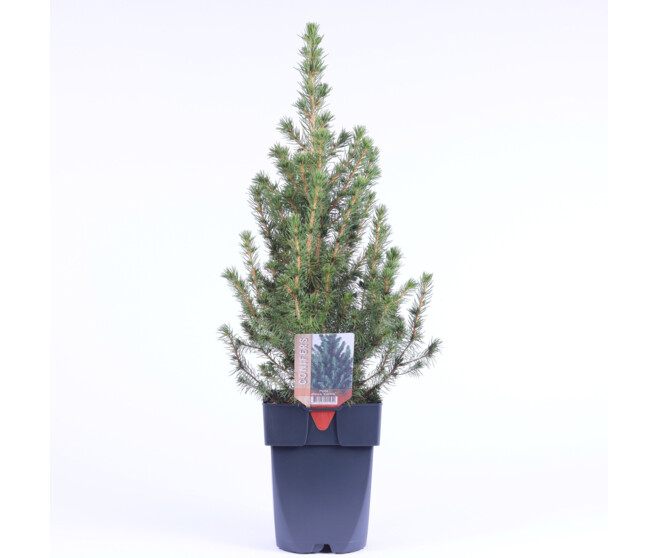 PICEA GLAUCA CONICA