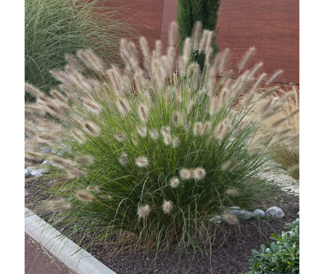 PENNISETUM ALOPECUROIDES JAPONICUM BQ10
