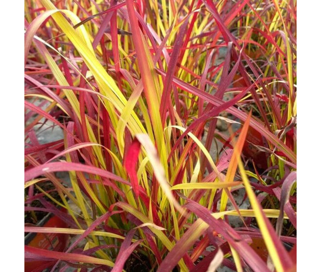 IMPERATA CYLINDRICA RED BARON BQ10