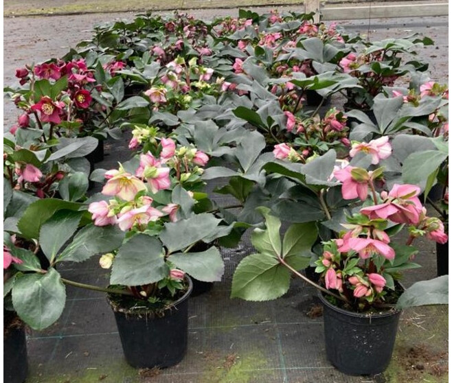 HELLEBORE ICE N ROSES