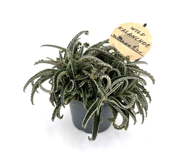KALANCHOE DAIGREMONTIANA