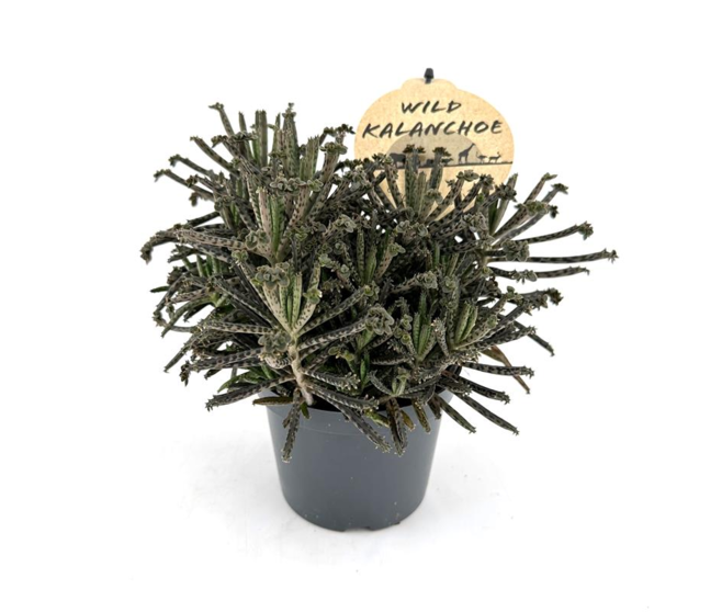 KALANCHOE TUBIFLORA