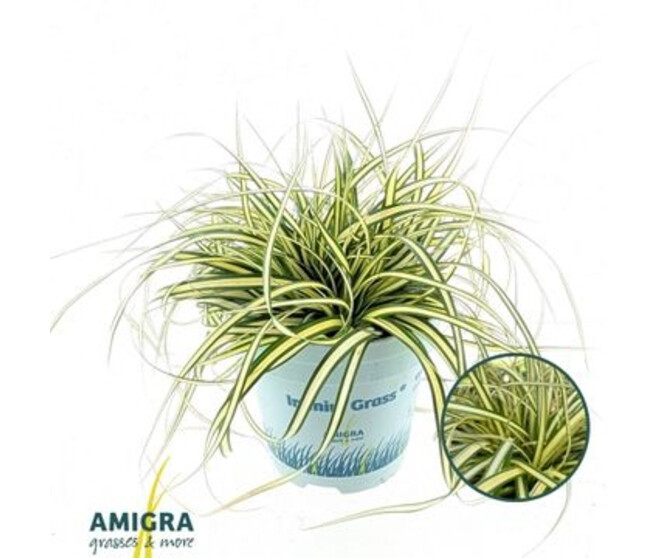 CAREX EVERGOLD