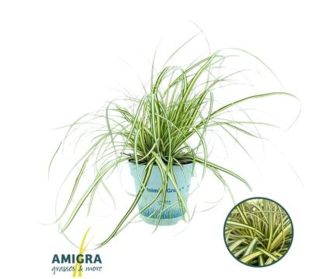 CAREX EVERGOLD