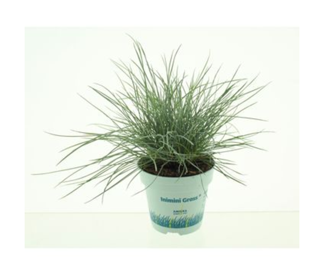 FESTUCA