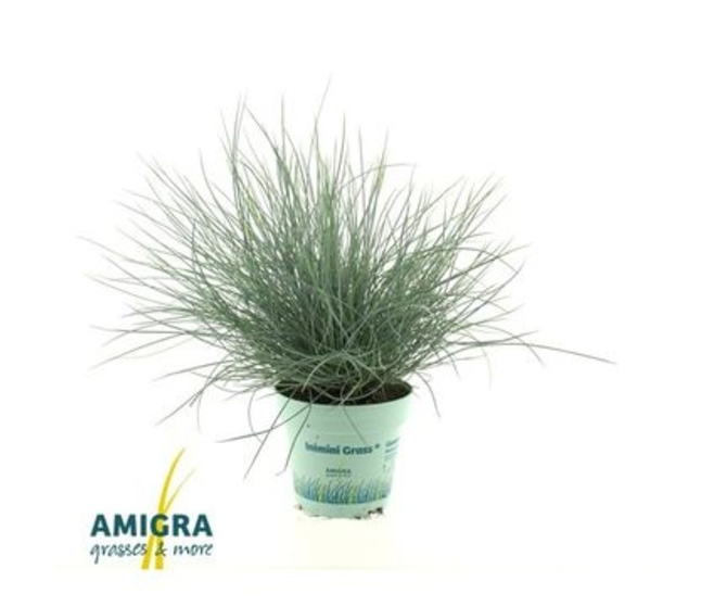 FESTUCA