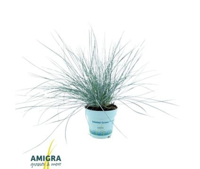 FESTUCA